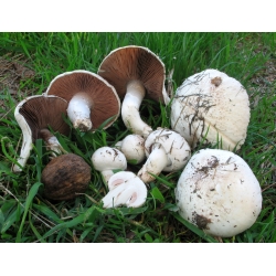 Cogumelo comum do campo - micélio, desova em grãos para crescer no jardim, em prados e no campo - 1 kg - 