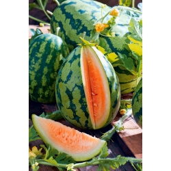 البطيخ "Orangeglo" - تشكيلة البرتقال - Citrullus lanatus - ابذرة