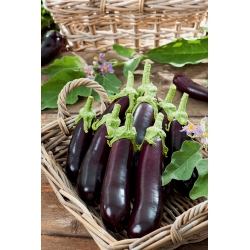 Aubergine "Avan F1"; eggplant