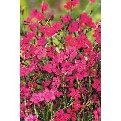 Maiden Pink seeds - Dianthus deltodies - 2500 biji - Dianthus deltoides