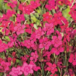Sementes Maiden Pink - Dianthus deltodies - 2500 sementes - Dianthus deltoides