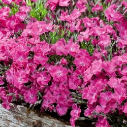 Firewitch, Cheddar Hạt hồng - Dianthus gratianopolitanus - 120 hạt - Dianthus gratianopolitanus syn. D. caesius.