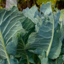 Fodder cabbage "Boma" - 100 g