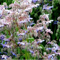 Borragem - planta melífera - 100 g; flor das estrelas - 
