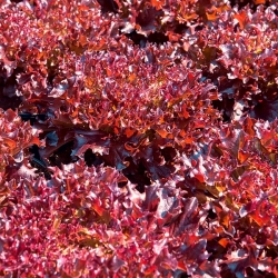 Oak Leaved Lettuce Biji Redin - Lactuta sativa - 900 biji - Lactuca Sativa L. var. capitata  - benih