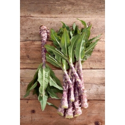Целюлоза "Пурпурат"; стеблові салати, салат спаржі, салатні вироби з кераміки, китайський салат - Lactuca sativa var. angustana  - насіння