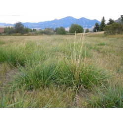 Pasture tall fescue Fawn - 5 kg