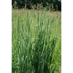 Трева на Тимотей Алма - 5 кг - 
