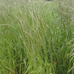 Italian rye-grass 4N Turtetra - 5 kg - 
