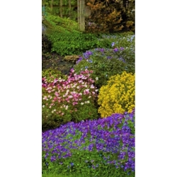 Cemetery annual and perennial plant selection
