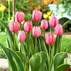 Impresión de diseño de tulipán - 5 piezas - 