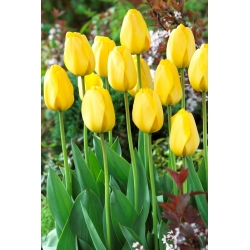 Tulip Golden Parade - 5 buah - 