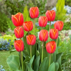 Tulip Untuk Anda - 5 buah - 