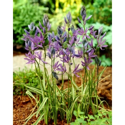 Camas Blue Melody - 10 kosov; quamash, indijski hijacint, camash, divji hyacinth, Camassia - 