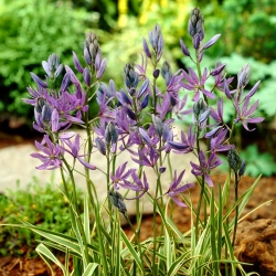 Camas Blue Melody - 10 kosov; quamash, indijski hijacint, camash, divji hyacinth, Camassia - 