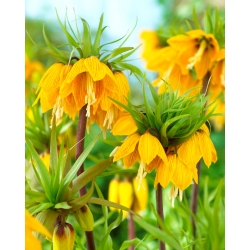 Crown imperial - 'Striped Beauty'; imperial fritillary, Kaiser's crown