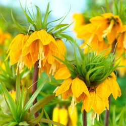Crown imperial - 'Striped Beauty'; kejserlig fritillary, Kaisers krone - 