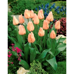 Tulip 'Apricot' - paquete grande - 50 piezas