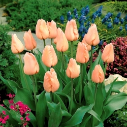 Tulipan 'Apricot' - velika embalaža - 50 kosov