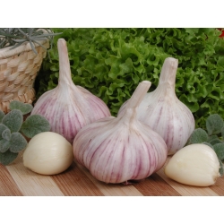 Winter garlic Arkus - 16 bulb (0,8 - 1,0 kg)