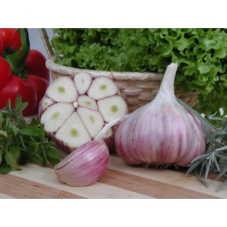 Winter garlic Harnas - 12 bulb (0,72 - 1,00 kg)