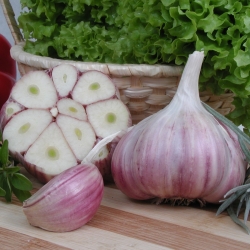 Winter garlic Harnas - 60 Zwiebel (3,6 - 5,0 kg)