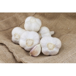 Winter garlic Ornak - 12 bulb (0,72 - 1,20 kg)
