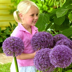 观赏洋葱圆紫色 - 