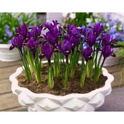 Ağsı iris - Purple Hill - 10 adet - 