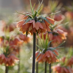 Crown imperial - Brahms; imperial fritillary, Kaiser's crown
