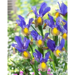 Dutch iris - Mystic Beauty - 10 pcs