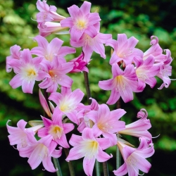 Amaryllis belladonna، Jersey lily - بسته بزرگ! - 10 عدد لیلا-زنبق-زنانه-زنبق-برهنه-زنبق-مارس - 