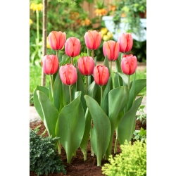 Tulip 'Apricot Impression' - paquete grande - 50 piezas