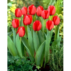 Tulip 'Red Impression' - stor pakke - 50 stk