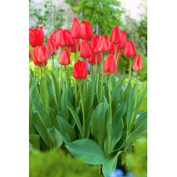 Parada tulipanov - velik paket! - 50 kosov