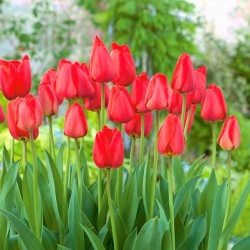 Parada tulipanov - velik paket! - 50 kosov