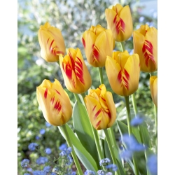 Tulip Olympic Flame - large package! - 50 pcs