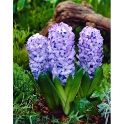 Almindelig hyacint Delft Blue - 3 stk; havehyacint, hollandsk hyacint - 