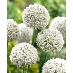Ornamental garlic White Cloud - large package - 50 pcs