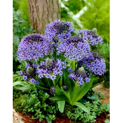 Portugese squill - 