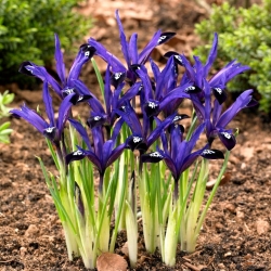 Reticulate iris - Blue Note - 10 pcs