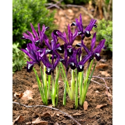 Reticulate iris - Pauline - 10 pcs - 