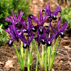 Reticulate iris - Pauline - paket besar! - 100 buah - 