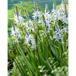 Cusickove kammy - 2 ks; quamash, indický hyacint, camash, divoký hyacint, Camassia - 