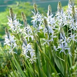 Cusick&#39;s camas - 2 ks; quamash, indický hyacint, camash, divoký hyacint, Camassia - 
