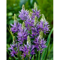 Camas, quamash - 10 ks; Indický hyacint, kamaš, divoký hyacint