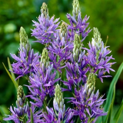 Camas, quamash - 10 ks.; Indický hyacint, camash, divoký hyacint