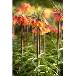 Crown imperial - Bach; kejserlig fritillary, Kaisers krone - 