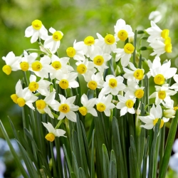 Narcise, narciss 'Canaliculatus' - 5 gab.