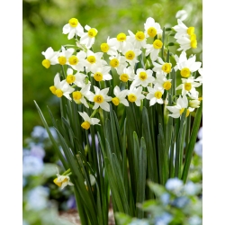 Narcis, narcis 'Canaliculatus' - grootverpakking - 50 st - 